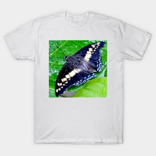 Checkered Lime Swallowtail Butterfly T-Shirt